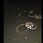 “Vũ khúc tử thần” trong đêm: Cạp nia xoay như chong chóng quanh cơ thể rắn nước Keelback – Nguyên nhân là gì?