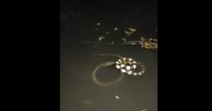 “Vũ khúc tử thần” trong đêm: Cạp nia xoay như chong chóng quanh cơ thể rắn nước Keelback – Nguyên nhân là gì?