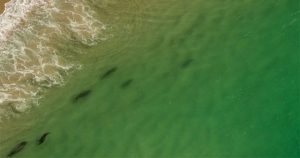 Cape Cod – Nơi có mật độ cá mập cao nhất thế giới