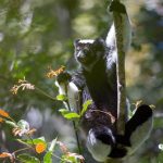 Loài vượn cáo ở quốc đảo Madagascar có thể hát We Will Rock You