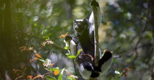 Loài vượn cáo ở quốc đảo Madagascar có thể hát We Will Rock You