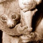 Vượn cáo Perodicticus Potto