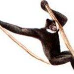 Sơn La: Vượn đen bị săn đuổi