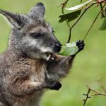 Tại sao Wallaby không thải khí Methane?