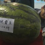 Quả dưa hấu nặng gần 60kg