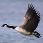 Hàn Quốc: Phát hiện virus H5N8 ở ngỗng trời