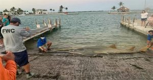 Xác cá kiếm lớn nhất thế giới dạt vào Florida