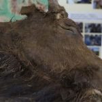 Kế hoạch nhân bản bò rừng bison tuyệt chủng 8.000 năm của các nhà khoa học Nga