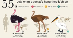 55 loài chim được xếp hạng từ lớn đến nhỏ trên thế giới