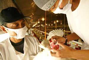 Không tiêu huỷ gia cầm giống trong vùng dịch
