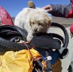 Con chó chạy bộ gần 2000km