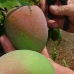 Trồng xoài kiểu Úc: Mẹo “thúc” cây ra quả sớm