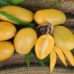 Mục sở thị giống xoài ngon nhất thế giới