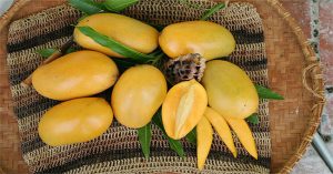 Mục sở thị giống xoài ngon nhất thế giới