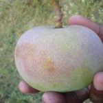 Giống xoài tiến vua siêu hiếm: Trông như quả táo, vị như quả chuối, chỉ một nơi trên thế giới trồng được