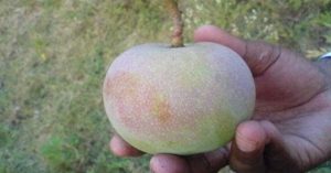 Giống xoài tiến vua siêu hiếm: Trông như quả táo, vị như quả chuối, chỉ một nơi trên thế giới trồng được