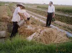 Phân bón làm từ rơm