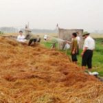 Xử lý ô nhiễm nông thôn bằng chế phẩm sinh học