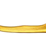 Xương baculum – Bộ phận giúp con đực loại bỏ “nòi giống” của đối thủ đến trước