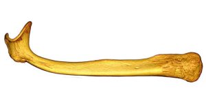 Xương baculum – Bộ phận giúp con đực loại bỏ “nòi giống” của đối thủ đến trước