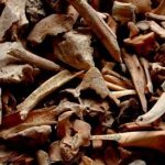 Người cổ đại biết sử dụng sữa bò từ 9.000 năm trước
