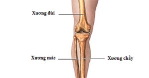 Xương mác là xương gì?