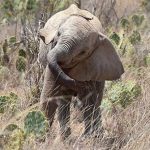 Kenya đau đầu tìm cách đối phó “xương rồng quỷ”