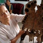 Sẽ giám định tuổi thọ xương hàm cá sấu khổng lồ