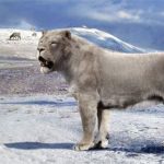 Yang’s Tiger: Sư tử bản địa của Trung Quốc nhưng lại được gọi là hổ