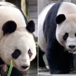 Cặp đôi gấu trúc không tìm được “tiếng nói chung”