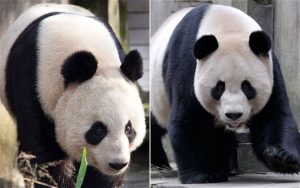 Cặp đôi gấu trúc không tìm được “tiếng nói chung”