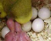 Hoàn thiện quy trình ấp nở nhân tạo chim Yến