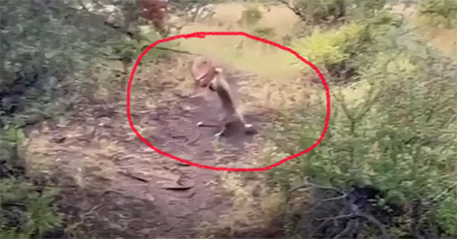 Video: Báo hoa mai bay người lên không trung bắt linh dương và cái kết